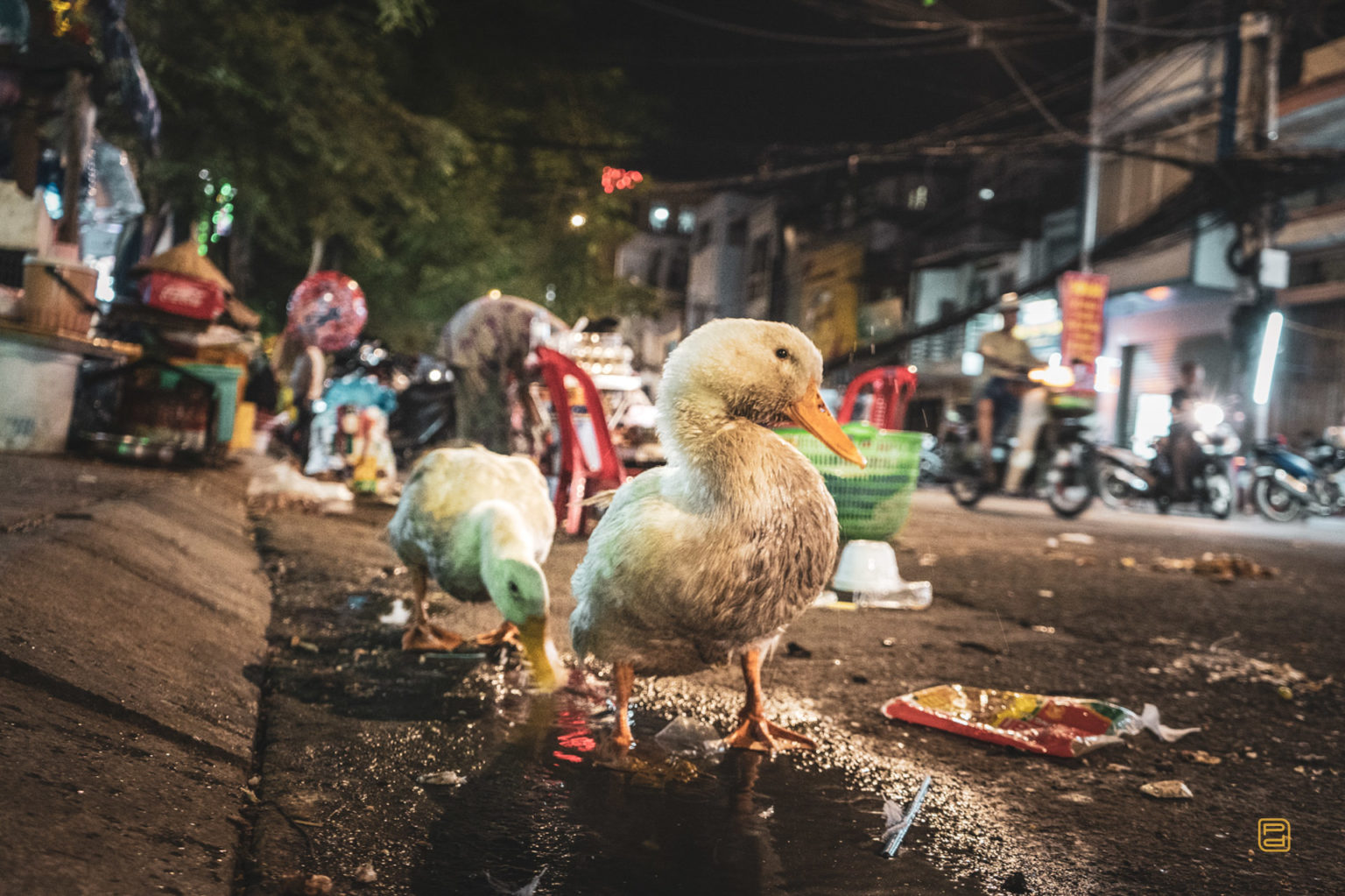 Duck the street, Saigon, Vietnam